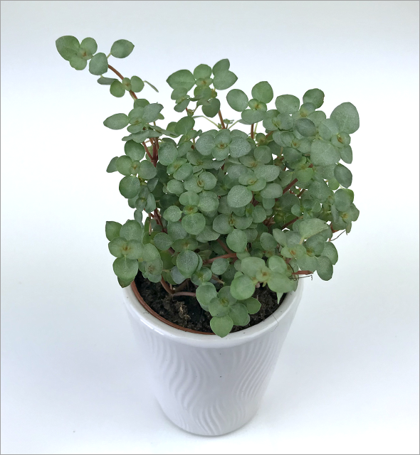 Pilea glauca